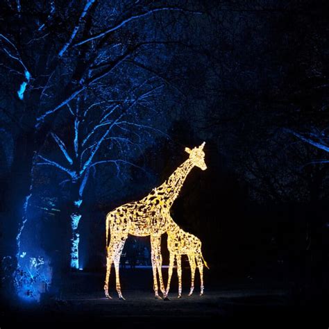 Chester Zoo Christmas Lights 2024 Lok - Aili Gilbertine