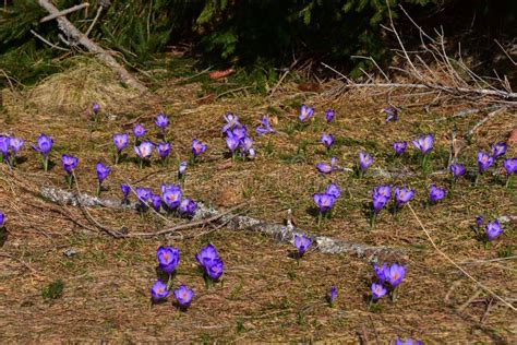 Krokusy W Tatrach Krokusy Na Polanie Tpn Stockfoto Bild Von Park