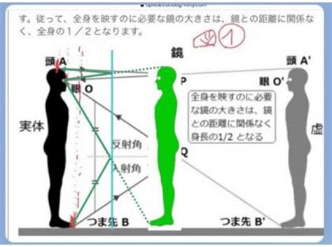 鏡に全身を映すための条件とは？ 小•中学校の理科で学習する「鏡に全身を映 Okwave