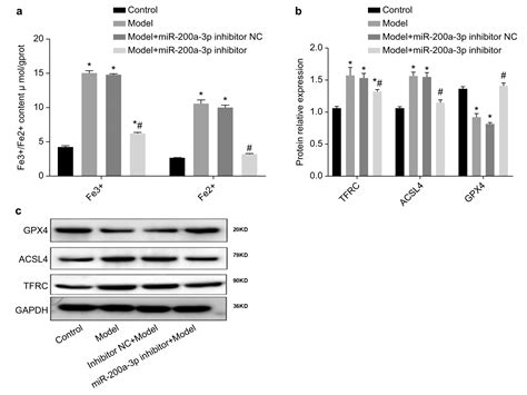 High Throughput Sequencing To Investigate The Expression And Potential