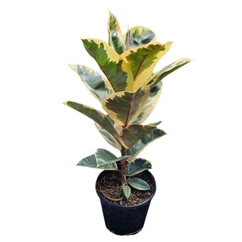 Ficus elastica Tineke – Variegated Rubber Plant – blozem