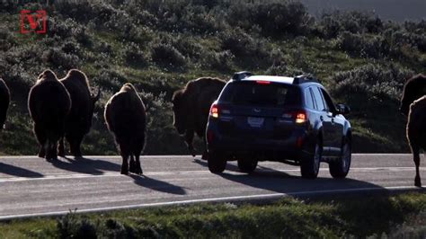 Another Person Gored In Bison Attack In Yellowstone National Park