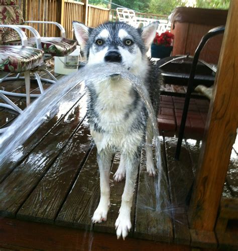 Pets Siberian Husky Drinking Water From The Hose Siberian Husky