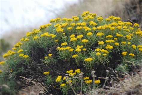 California Wildflowers