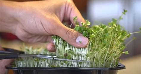 How To Grow Broccoli Microgreens In 5 Easy Steps Toagriculture