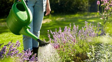 Blumen gießen nach dem Mondkalender Wie funktioniert es