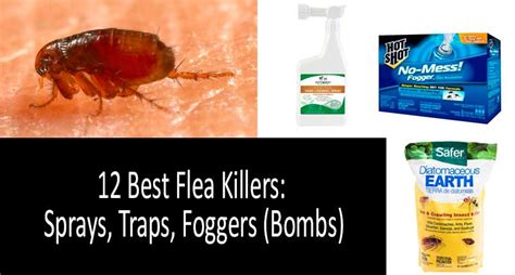 How to Kill Fleas Quickly: Best Flea Sprays, Traps and Foggers (Bombs)