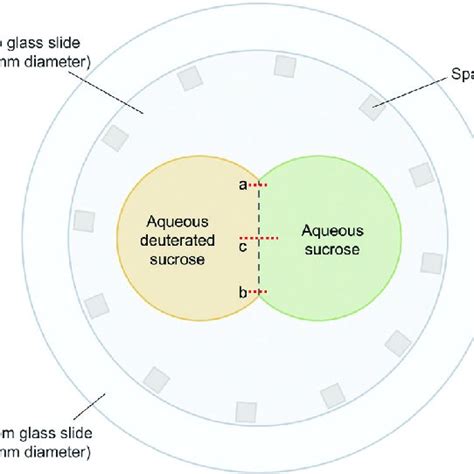 Setup Used For Measuring Sucrose Diffusion In Aqueous Sucrose