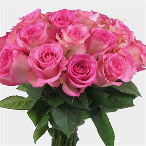 Rose Sweet Unique Soft Pink 40cm Wholesale Blooms By The Box