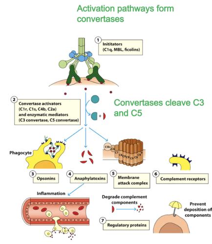 Complement System Flashcards Quizlet