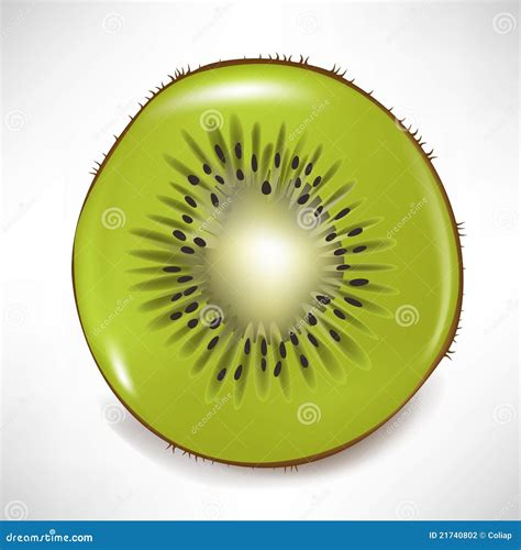 Sliced Kiwi Fruit Stock Vector Illustration Of Nutrition 21740802