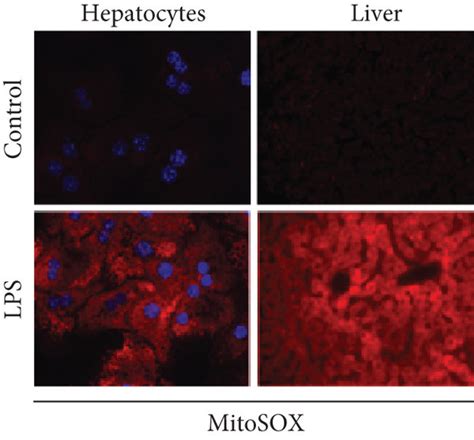 Lps Induces Mitochondrial Dysfunction And Mtros Production In An