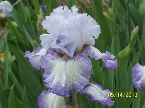 Tall Bearded Iris Iris Acoma In The Irises Database