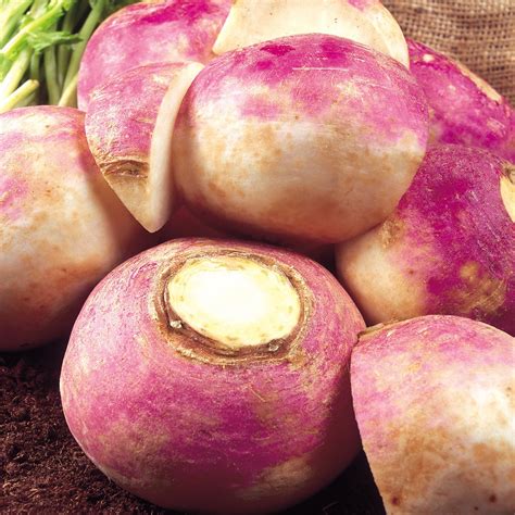 Buy Turnip Purple Top Milan Organic Seeds Organic Gardening