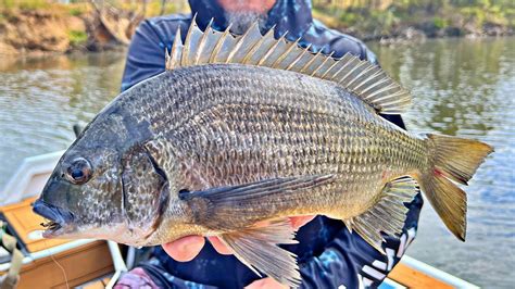 Fun Times Catching Black Bream On Lures Youtube