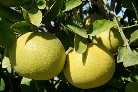 Pomelo selber züchten » Aussaat & Pflege-Anleitung