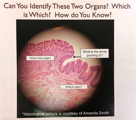 Biol Esophagus And Stomach Histology Diagram Quizlet