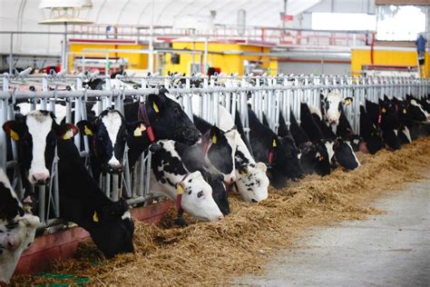 Ra O Para Gado Saiba Qual A Melhor E Como Escolher Agro News