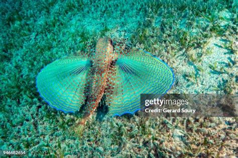 Gurnard Fish Photos And Premium High Res Pictures Getty Images