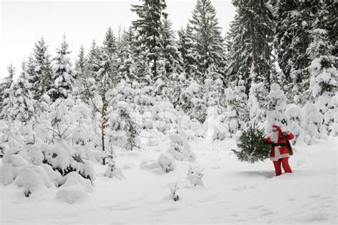 Stock Photo De Père Noël Apporte Le Sapin De Noël Hors De La Forêt