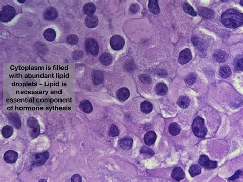 Histology lesson: distinct collection of Hilus (hilar) cells in ovary ...