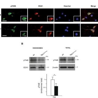 Npc Nmf Mice Display Abnormal Bdnf Protein Localization Along