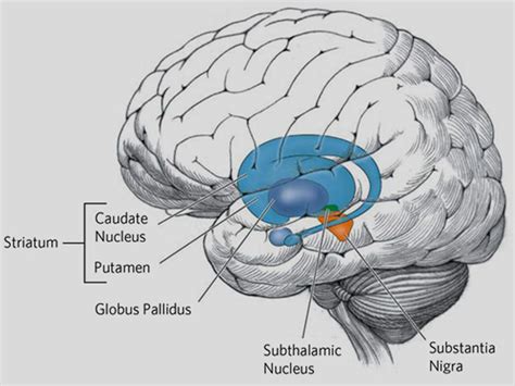 Huntingtons Disease Causes Symptoms Diagnosis And Treatment