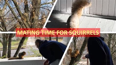 Mating Season Of Squirrels In North America Youtube