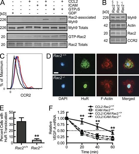 Chemokine Coupled β2 Integrin Engagement Drives Rac2 Activation