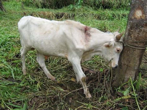 Libre De Rabia Paral Tica Bovina M S De La Mitad Del Territorio