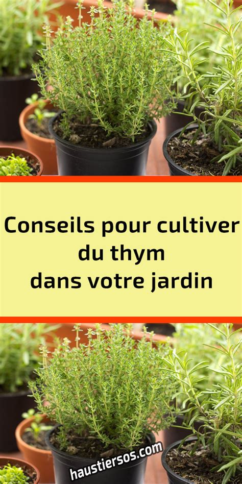 Conseils Pour Cultiver Du Thym Dans Votre Jardin Jardinage Potager