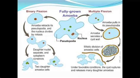 Amoeba Proteus Youtube