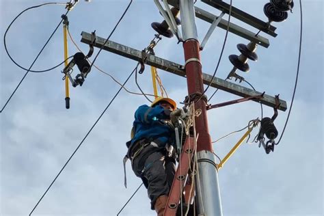 PLN UP3 Pontianak Lakukan Pemeliharaan Jaringan Listrik Koran Saku