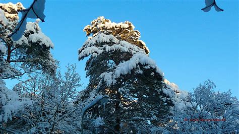 Wallpaper Snow Tree Winter Sky Woody Plant Branch Freezing Fir