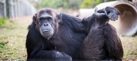 Sweetwaters Chimpanzee Sanctuary Kenya Safaris