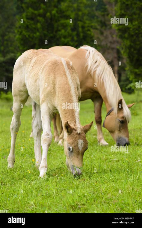 Haflinger Horse At Meadow In Spring Stock Photo Alamy