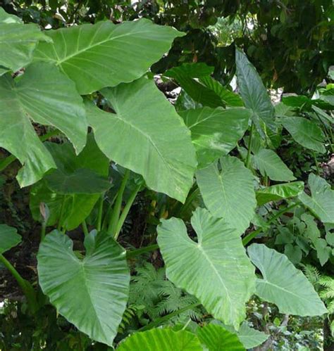 Alocasia Macrorrhiza Planta Alocasia Colocasia Home Garden Plants