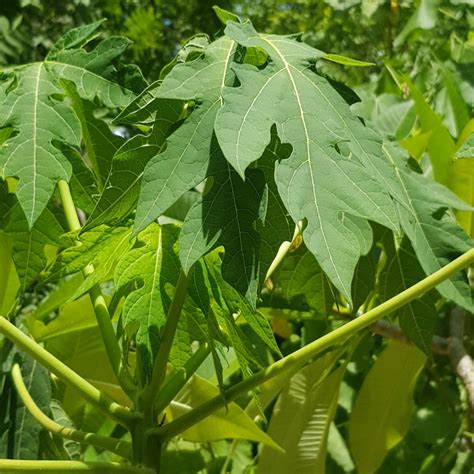 Graines De Papayer Sauvage Semences De Carica Papaya