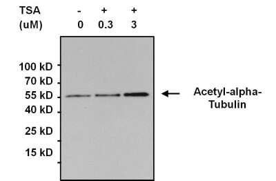 Acetyl Lysine Antibody C Nb Novus Biologicals