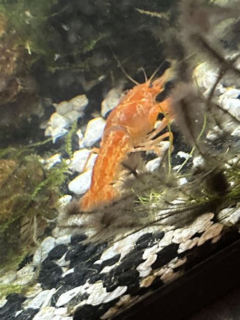 Help With A Molting Crayfish Rcrayfish