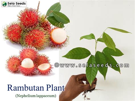 Rambutan Nephelium Lappaceum Cm Cm Size Fruit Plant Sela Seeds