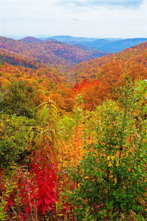 Fall Brilliance In Asheville North Carolina Autumn Scenery Scenery