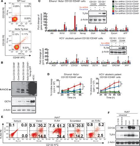 Figure From Reciprocal Regulation By Tlr And Tgf B In Tumor