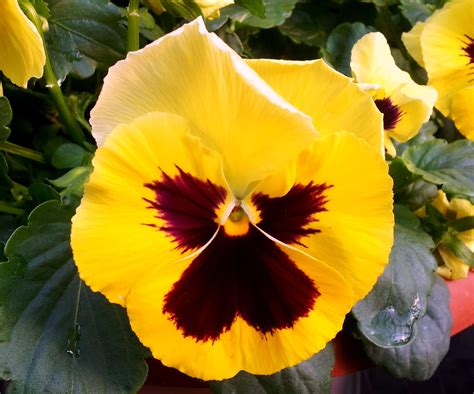 Pansy In Yellow Pansies Flowers Beautiful Blooms Pansies