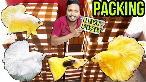 Packing Betta And Guppy Fish For All India Shipping Betta Fish