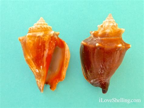 Florida Fighting Conch Strombus Alatus I Love Shelling