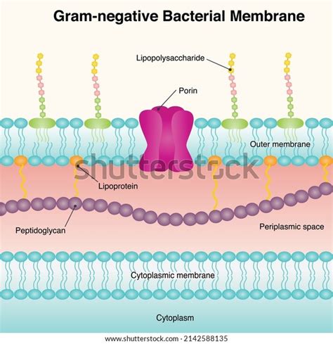 Gram-negative Bacterial Membrane Diagram Vector Illustration Stock ...