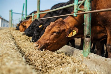 Saiba como fazer um cocho para alimentação de gado