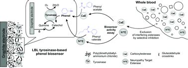 A Layer By Layer Tyrosinase Biosensor For Assay Of Carboxylesterase And