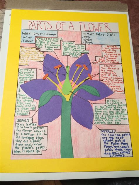 Parts Of A Flower Poster Project For 7th Grade Science Parts Of A